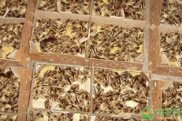 麻雀收益在哪,麻雀收益什么时候到账