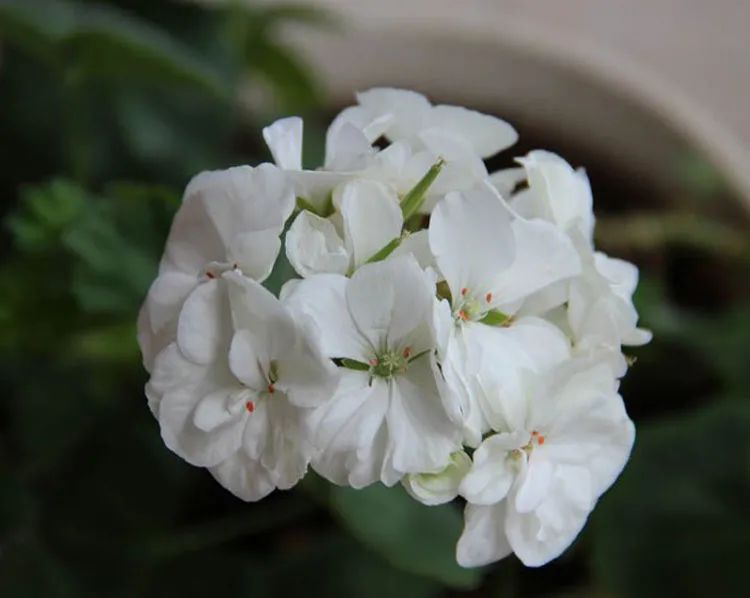 这种花别乱浇水水越多越不开花,这种花不怕冷好养易活