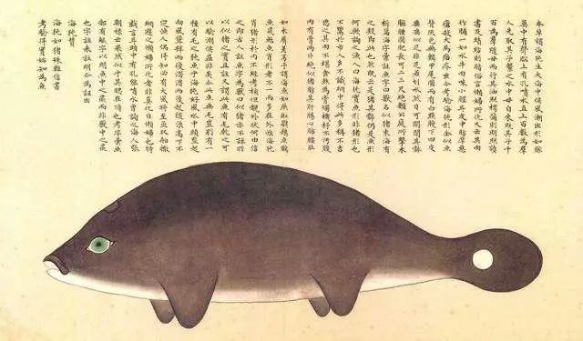 清代海错图有用吗,故宫海错图展