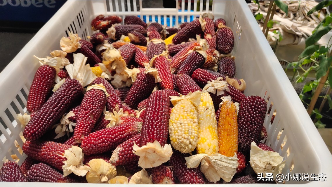 美如画的农场,美如画的生态园