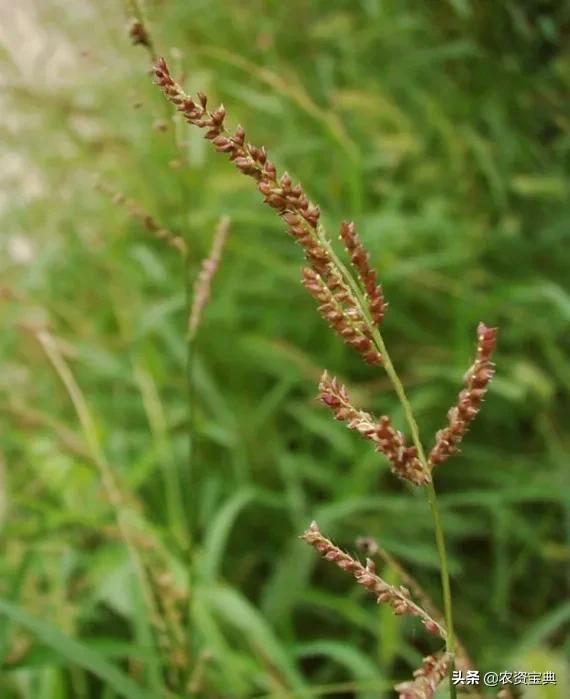目前最全的除草剂讲解实用收藏版,目前最全的除草剂讲解赶紧收藏吧