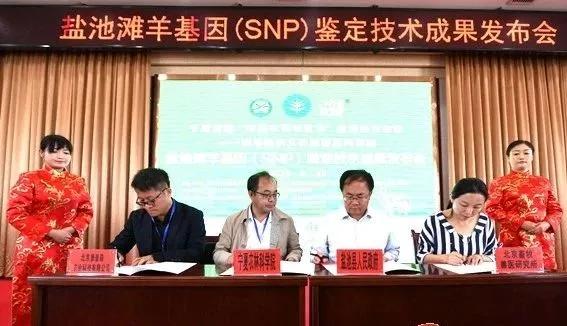 该猪种曾被联合国粮农《遗传资源》杂志选为封面，并向全世界推介