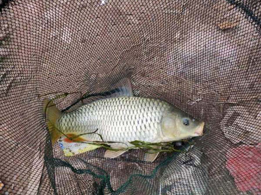 海竿钓不到鲤鱼怎么回事,海竿钓不到鲢鳙是什么原因