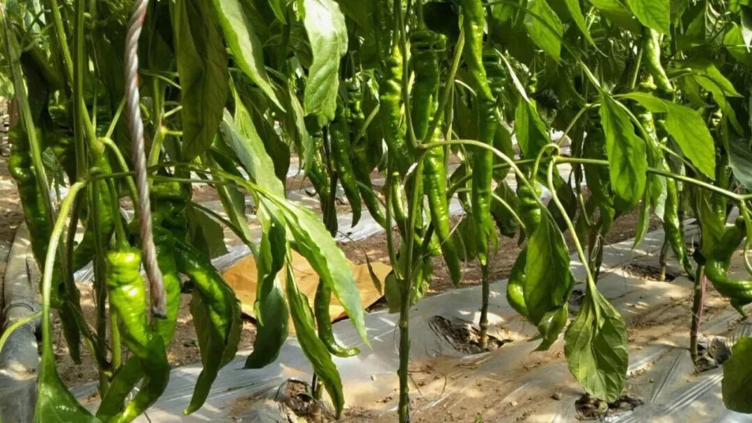 为什么种的辣椒越来越蔫,辣椒种植管理技术辣椒卷叶