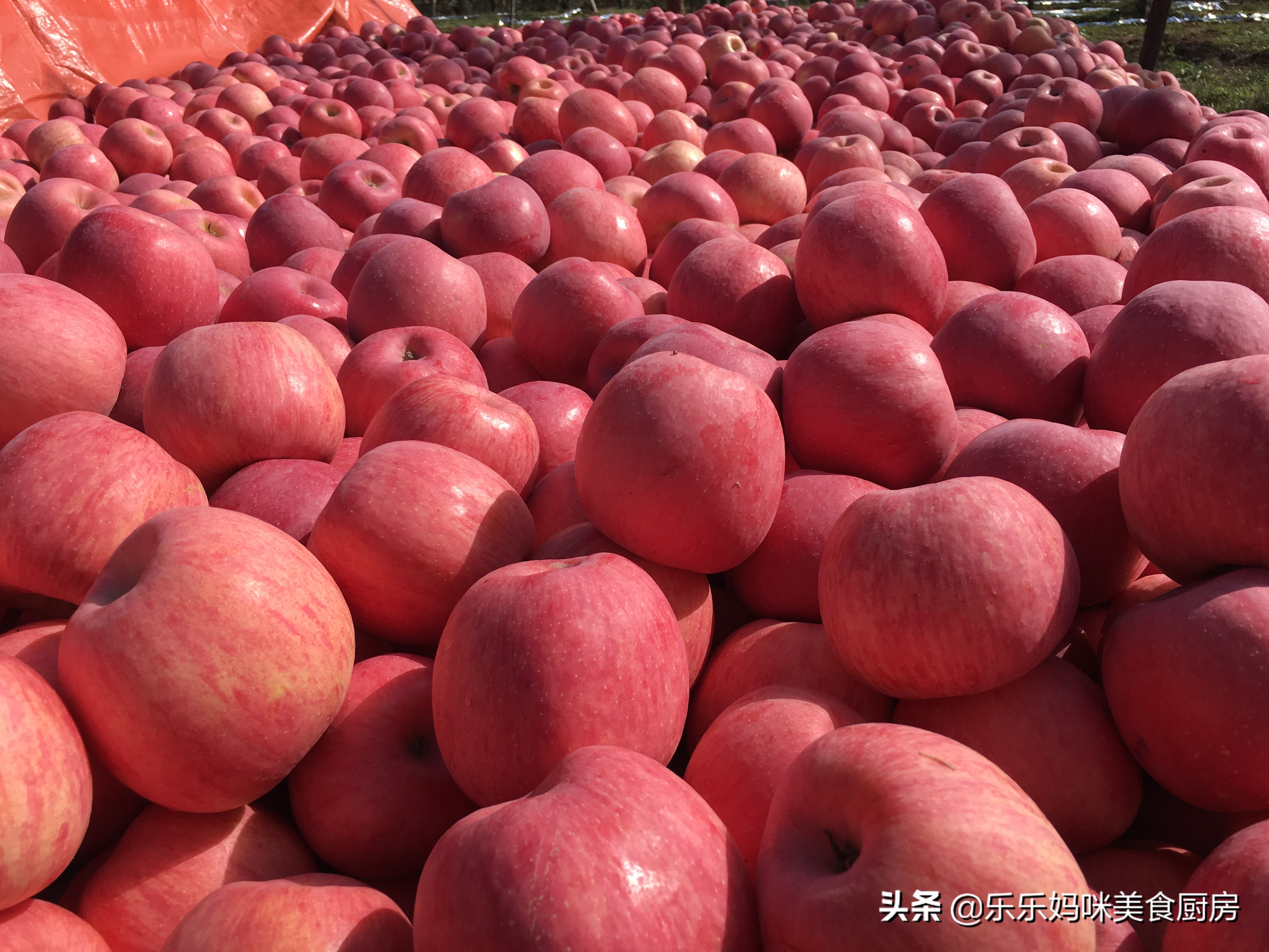 苹果片红和条纹红哪个好,果农选择优质苹果一般看什么