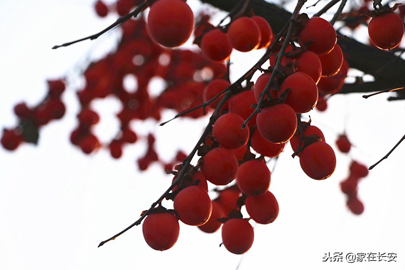 秋天家门口的柿子美景图,秋天的柿子是思乡的柿子