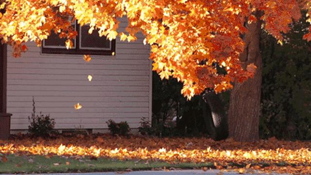 中国农民丰收节秋分节气同一天,农历秋分日为中国农民丰收节