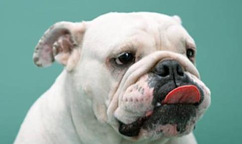 狗狗为什么爱舔主人的唾液,狗狗为什么爱舔自己的手脚