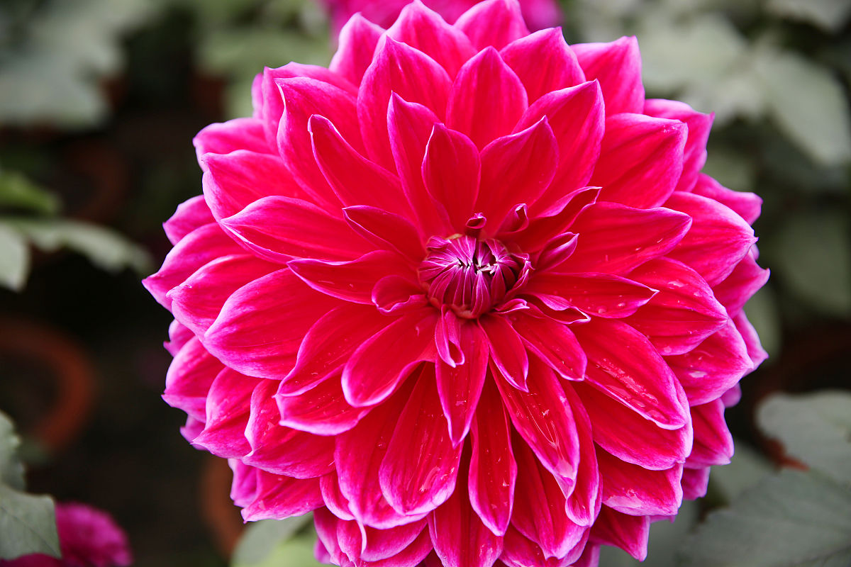 大丽花花苞期可以往叶面浇水吗,盆栽大丽花冬季怎么养护和浇水