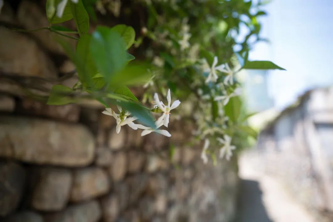 宁波最好的一个古村,宁波第一千年古村