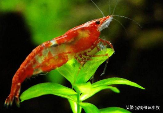 养观赏虾的正确方法和注意事项,适合新手饲养的观赏虾