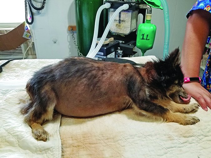 狗狗肝病会很瘦怎么办,狗狗肝病能治疗好吗