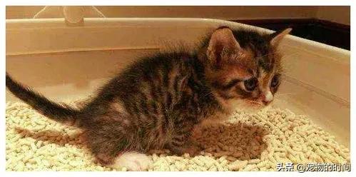 为什么猫咪不埋屎不埋尿,为什么猫咪不埋尿和屎