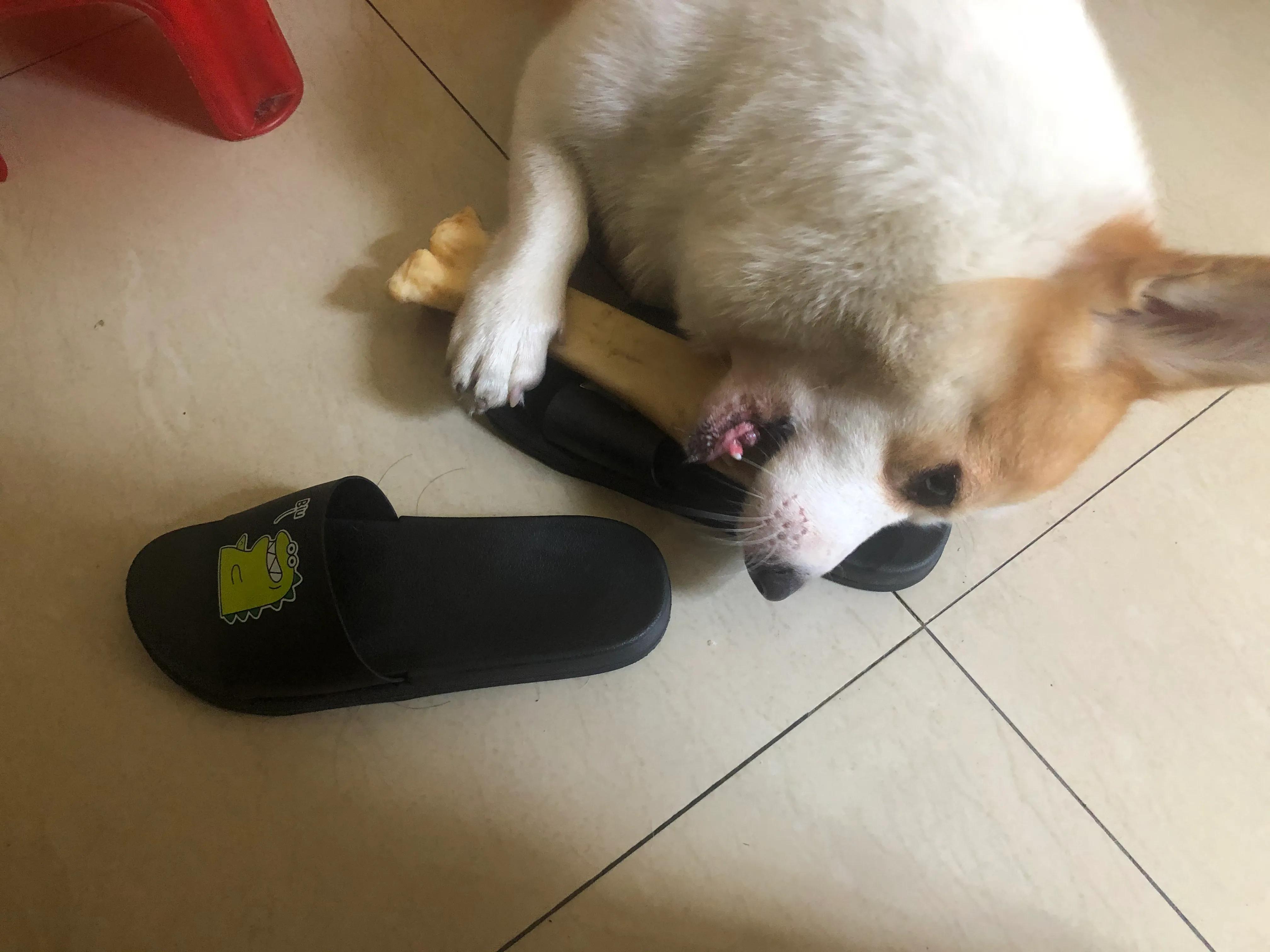 狗狗生病了你不要难过,狗狗生病了永远的离开了我