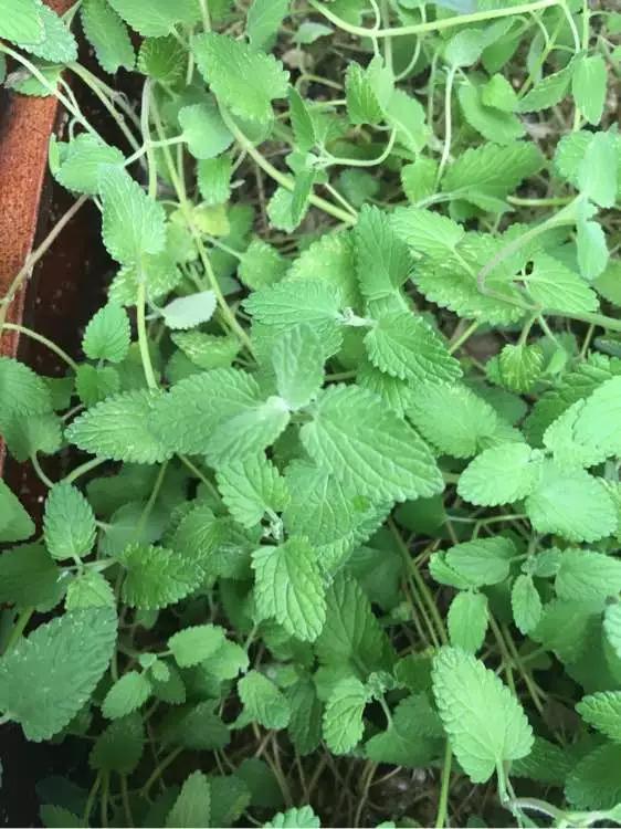 薄荷在家中养哪个品种比较好,薄荷什么品种适合养在家里