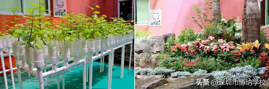 深圳南山这所宝藏国际学校，带你去打卡