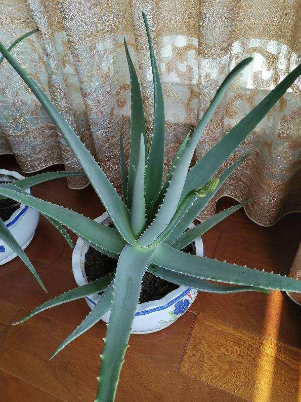 9种“健康花”,客厅一放,吸废气又高档,旺家更旺人