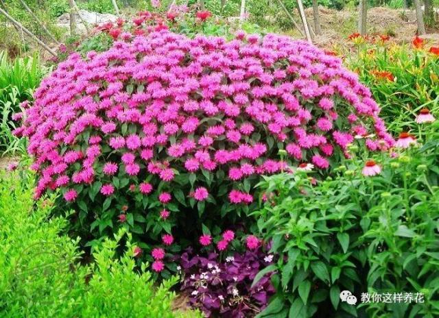 薄荷能开花的花种,什么薄荷开花最好