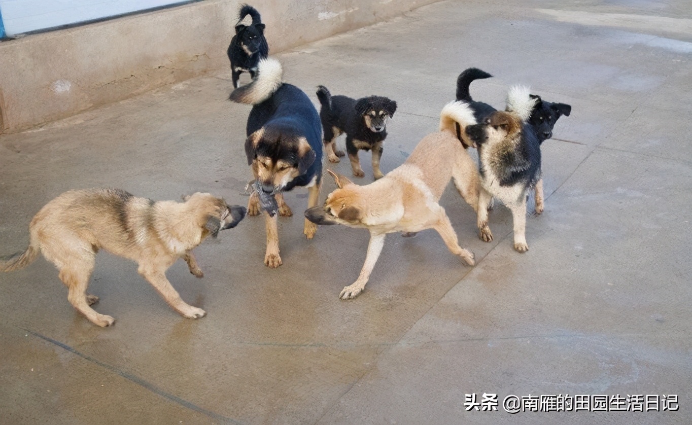 怎么克服严重的恐狗症,为什么怕狗但是自己想养狗