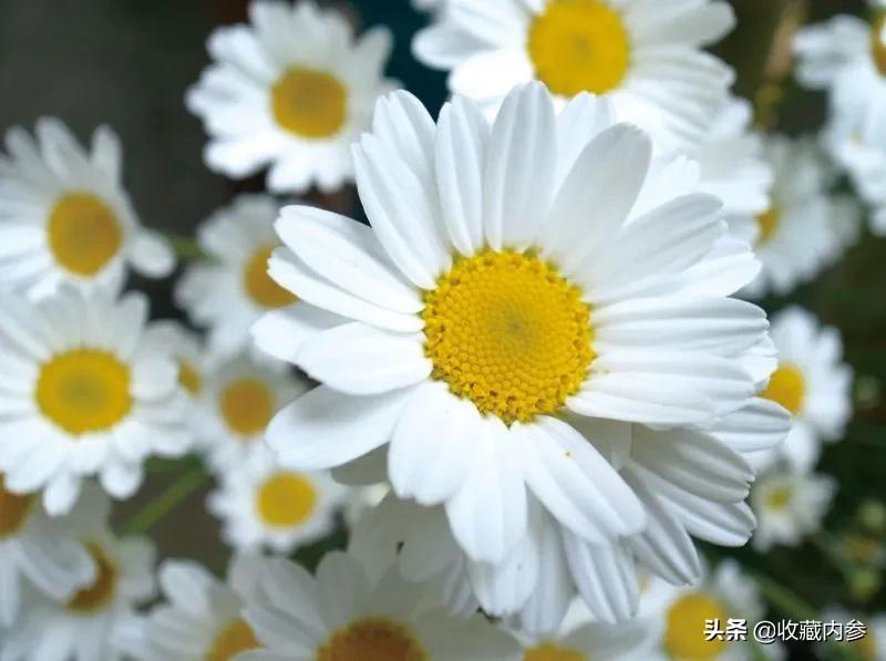 日本金鸟驱蚊手环晚上可以戴吗,日本金鸟驱蚊手环都是什么图案