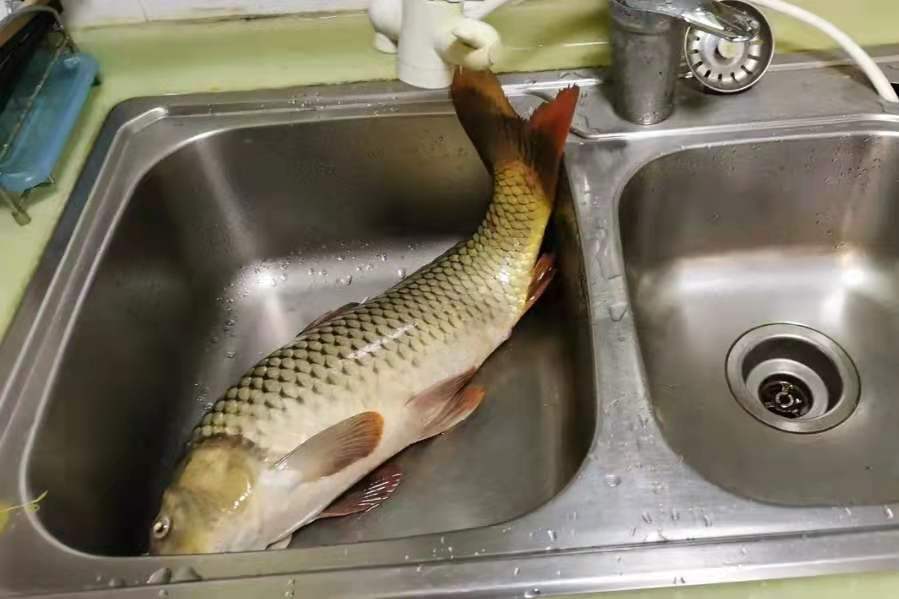 20年钓鱼技巧,夏钓草鱼最佳打窝方法