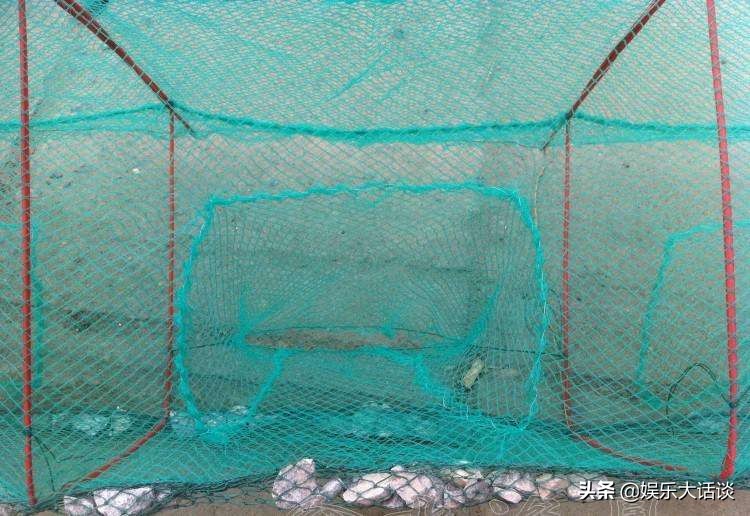 龙虾地笼网捉龙虾的原理,地笼野外捕龙虾注意事项