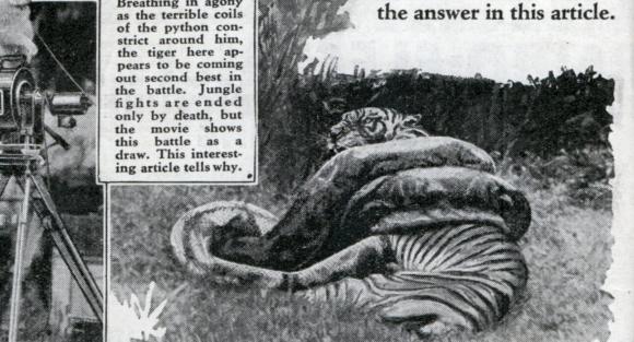 孟加拉虎捕猎网纹蟒,孟加拉虎和网纹蟒