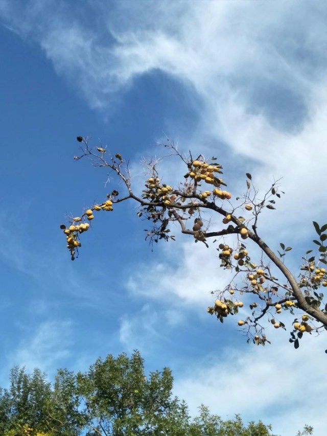 张裕卡斯特景区,张裕卡斯特酒庄游览攻略