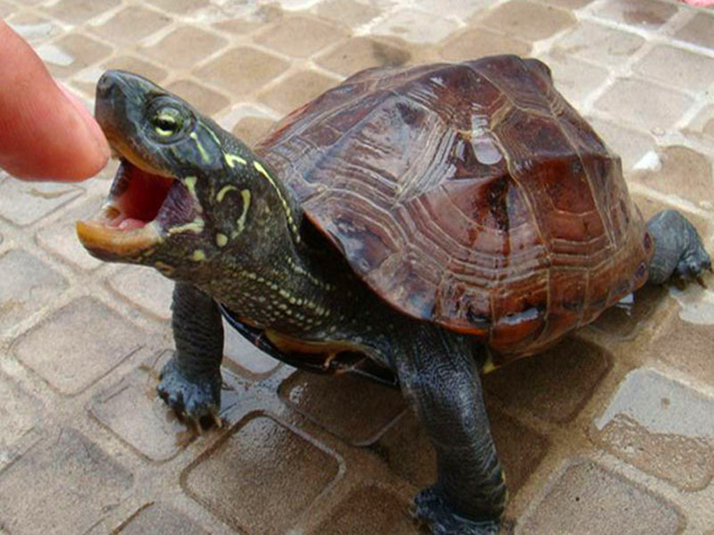 乌龟被拆了还能活吗,乌龟被挖出来