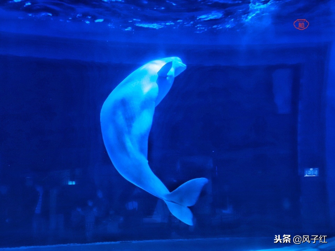 上海新地标丨海昌海洋公园一日游园玩法攻略