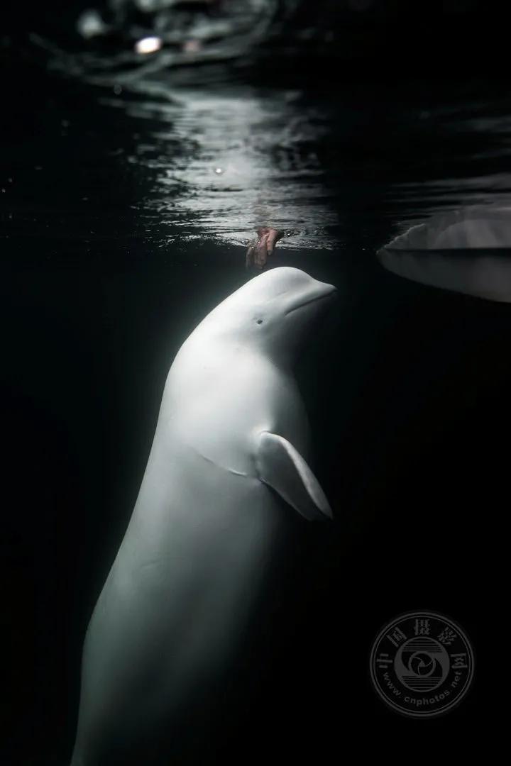 2022索尼世界摄影大赛自然类 (索尼世界摄影大赛自然组作品精选)