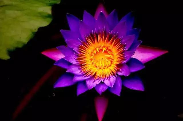 中国十大名贵稀有植物物种,全身是宝的名贵植物有哪些