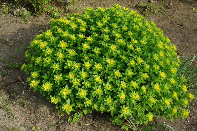 一年四季都开红花的多肉草,一年四季都红的多肉