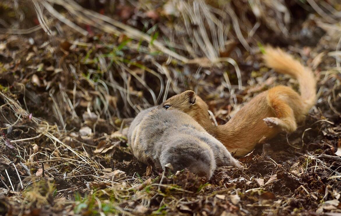 黄鼠狼被杀后果,3年内12万余只黄鼠狼惨遭毒手