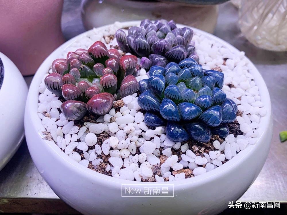 南昌花市有哪些地方,南昌花市批发市场