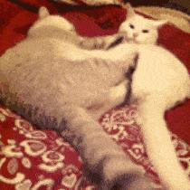 忍了半个月！掐着排卵期万“精”齐发，为啥就是怀不上？！