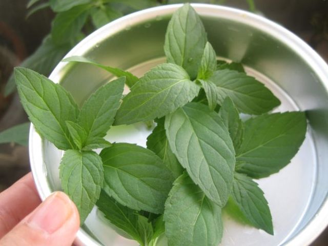 这种草能治多种疾病人人都吃得起,与大家分享一款具有药用价值的草