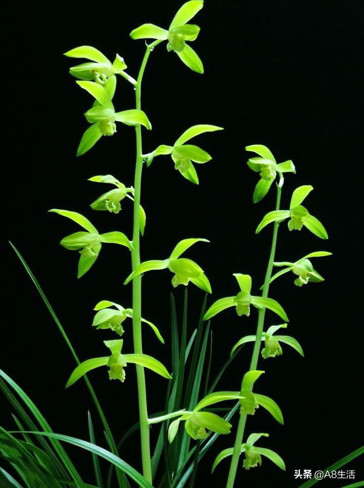 兰花蕙兰十大名品,蕙兰名品大全欣赏