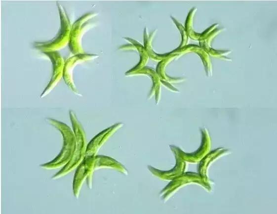 鱼类水产养殖需要哪些藻类,水产养殖显微镜下各种藻类