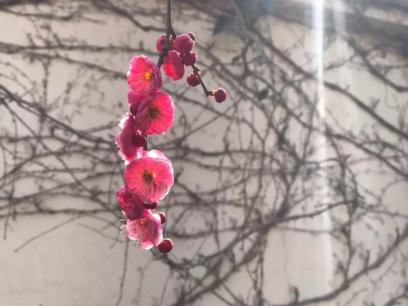 手拍世界,手拍世界近期作品