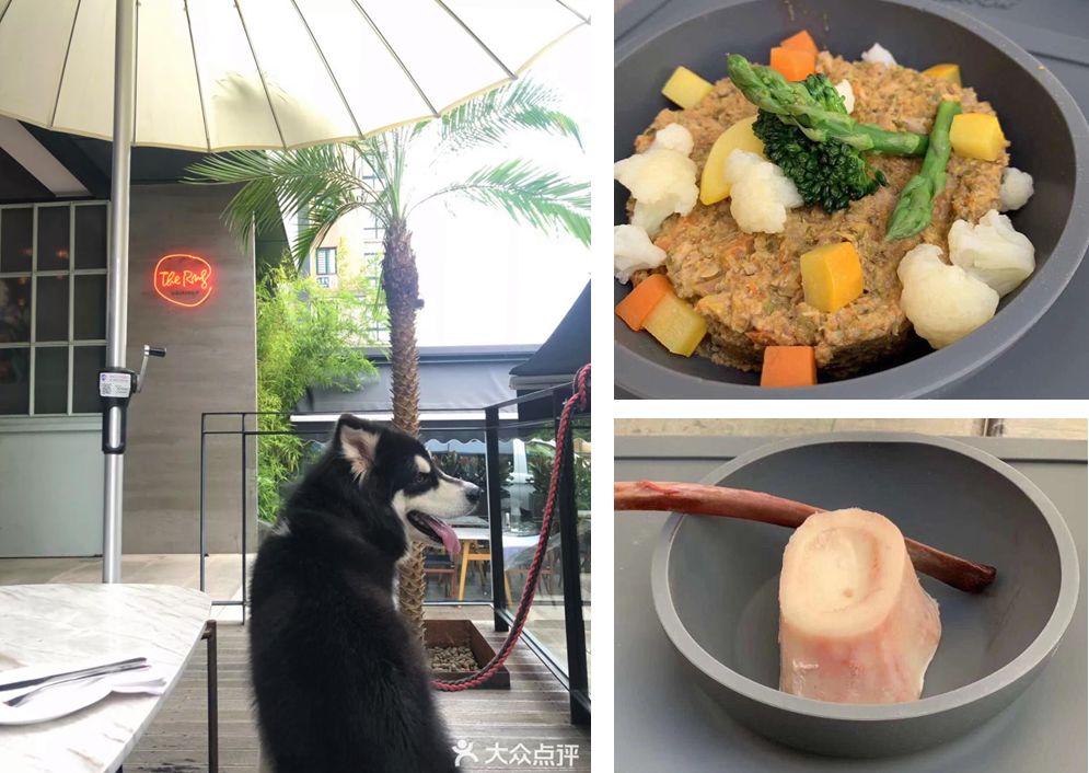 宠物比人吃得好,宠物比人金贵系列