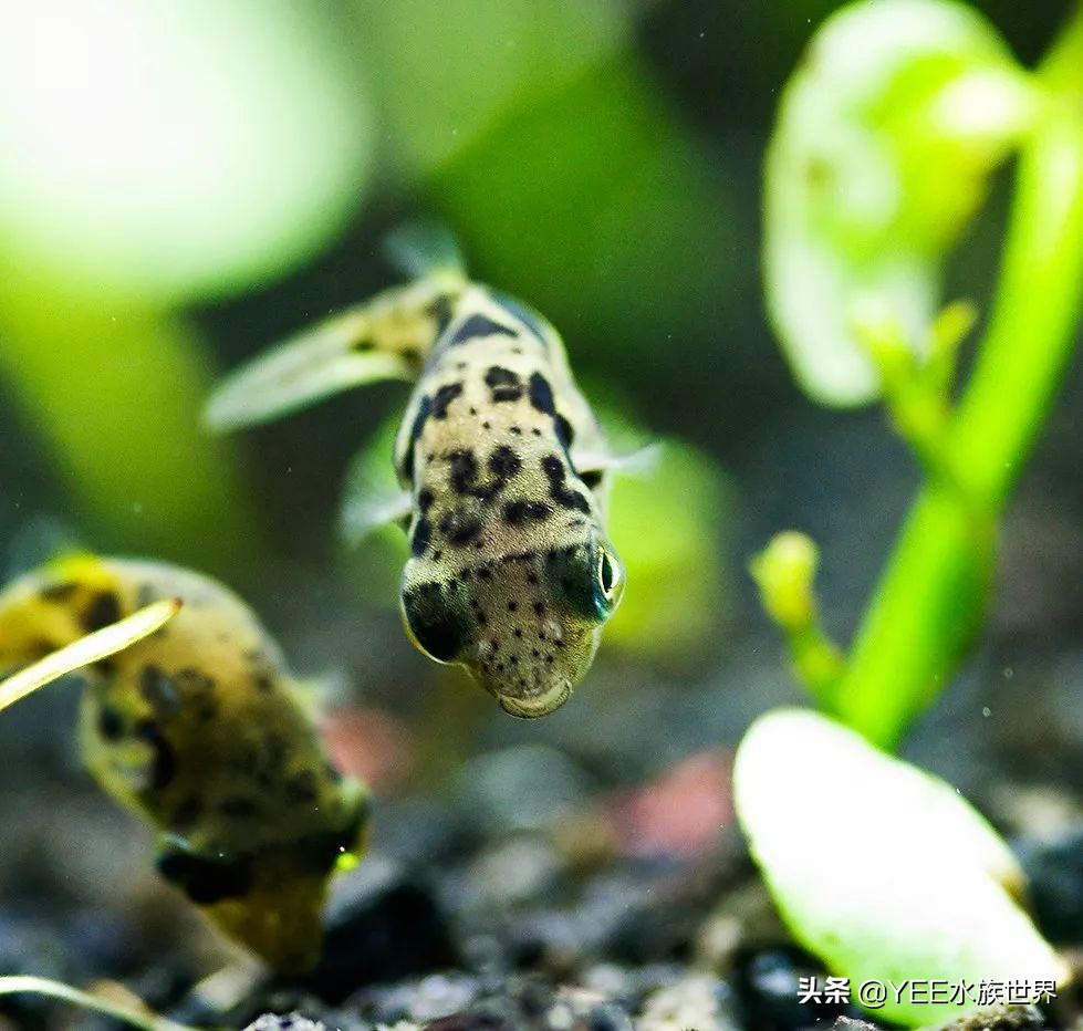 下了盐可以下硝化细菌吗,下了盐为什么会有那么多气泡