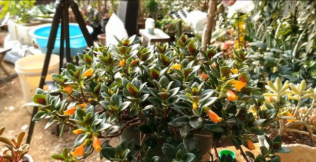 金鱼吊兰疯长不开花什么原因呢,金鱼吊兰的正常和徒长的对比照片