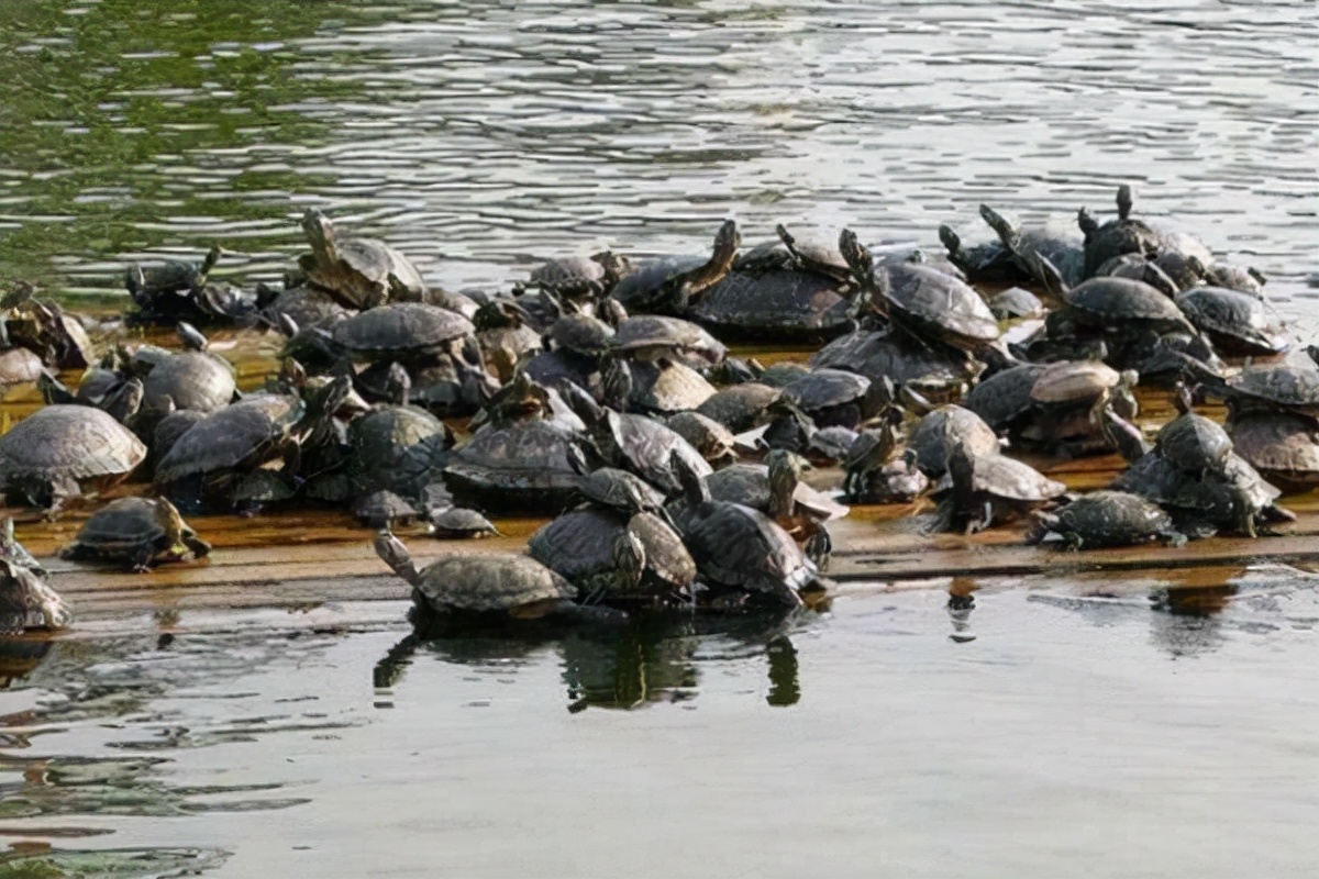 养甲鱼姚志刚,致富经姚志刚甲鱼