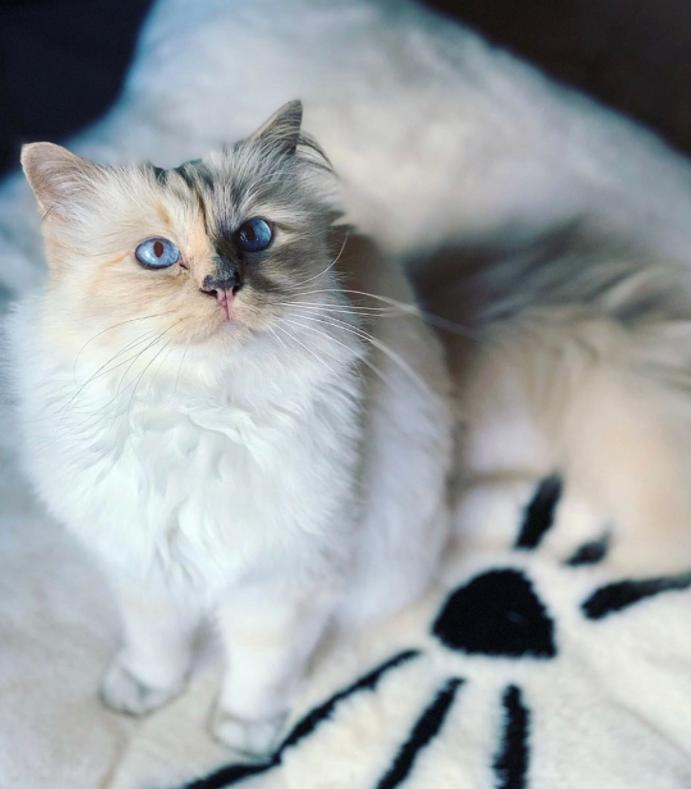 老佛爷卡尔生平,老佛爷卡尔为什么叫老佛爷