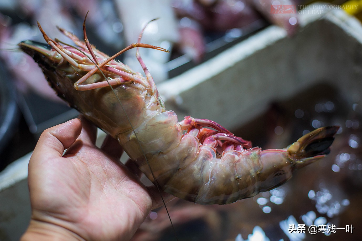 马来西亚沙巴海鲜馆,马来西亚夜市火爆大鱿鱼