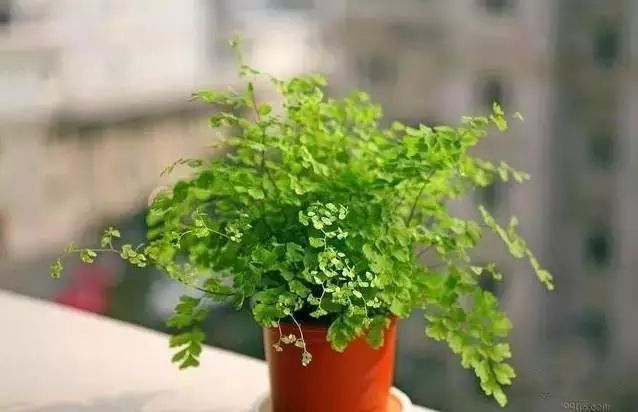 放卧室的观赏植物,适合放房间的植物好看