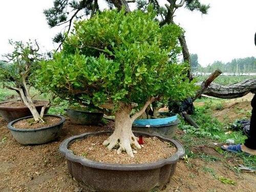 哪种黄杨木盆景最好最有价值,十大名贵黄杨树盆景