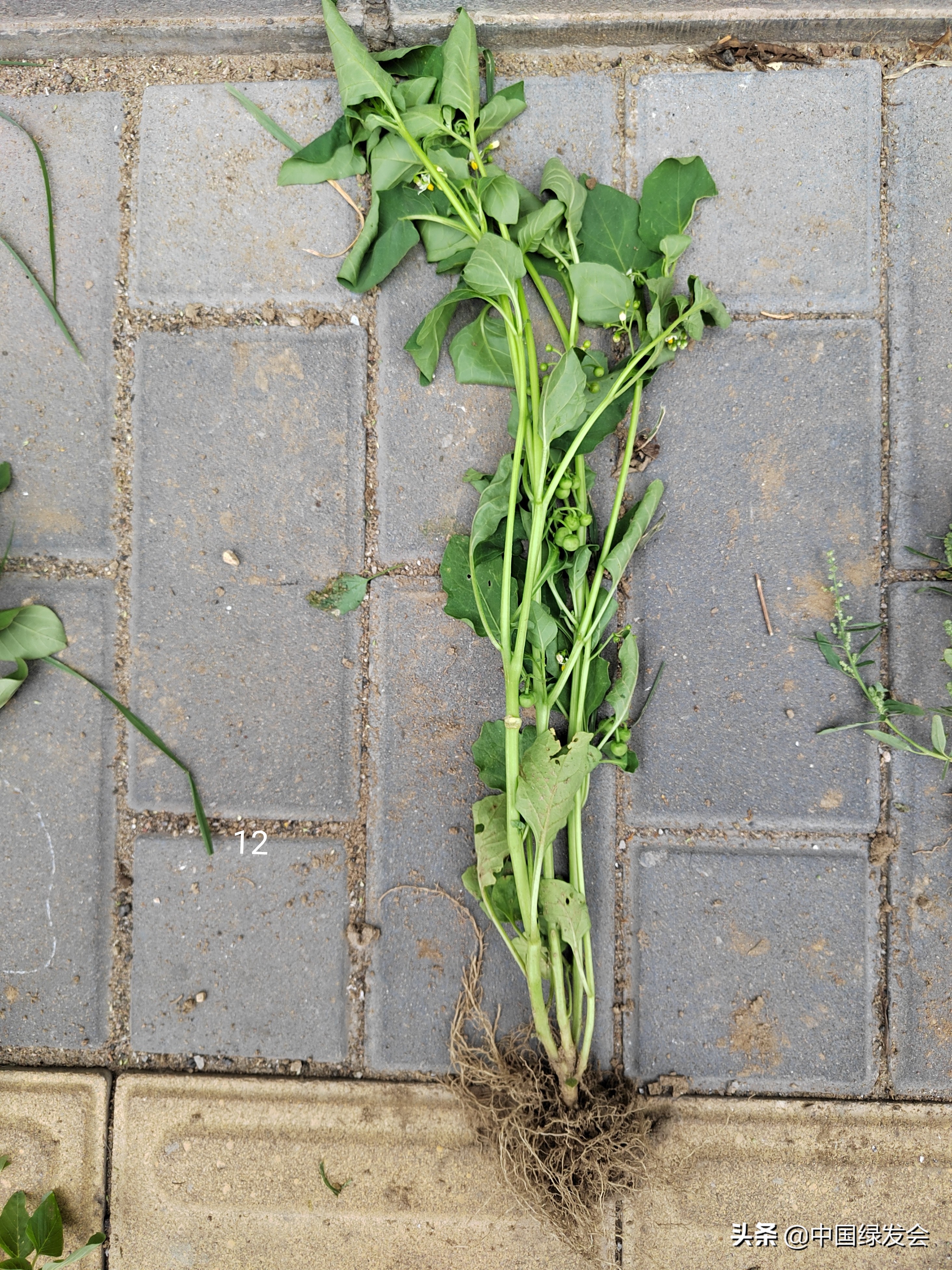 去野草留“精华”，整齐划一的草坪如何体现北京生物多样性？