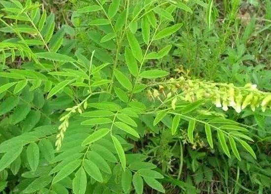 苦参性味归经功效及作用,苦参归经与功效